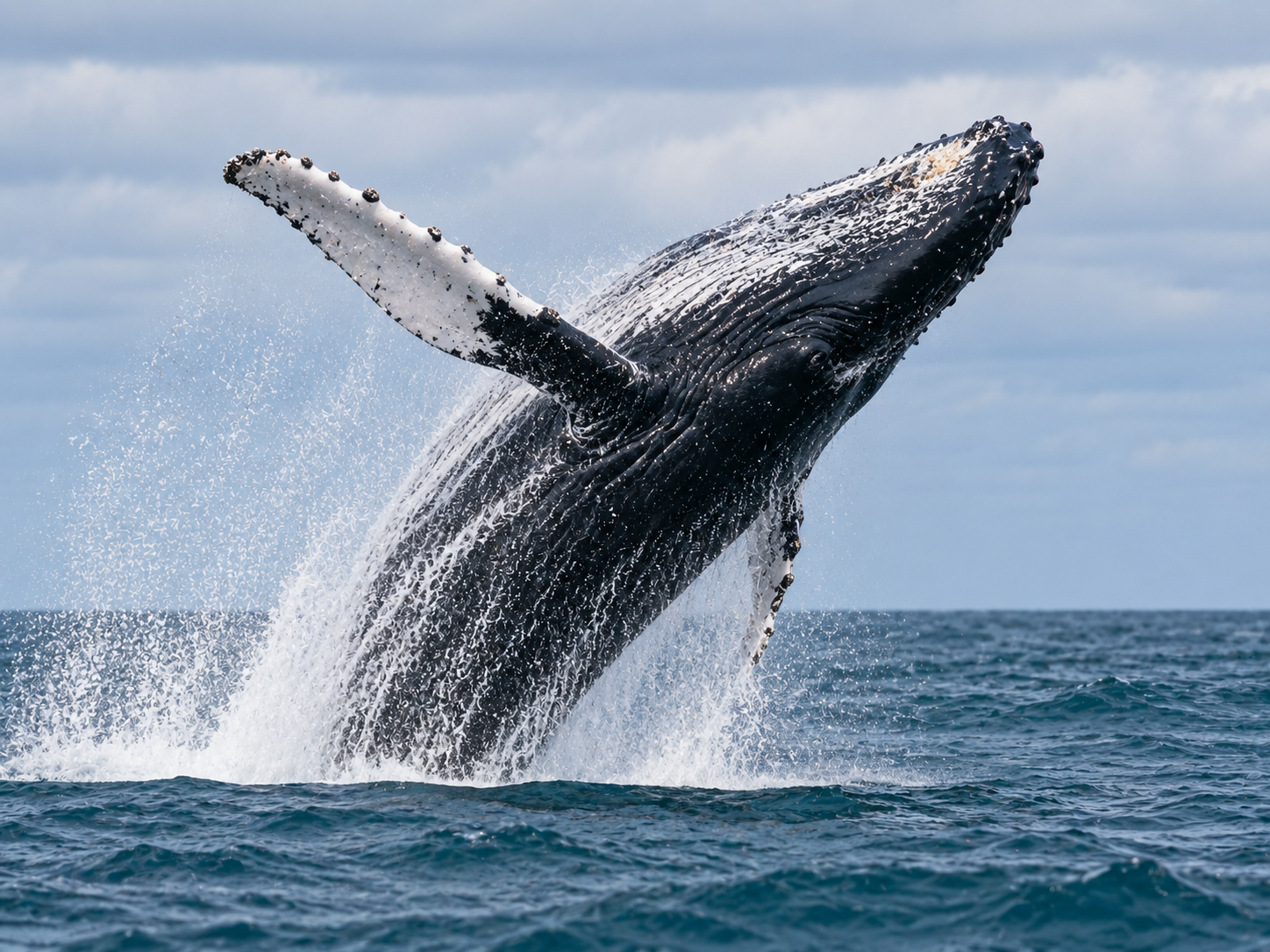 Picture 4 — a humpback whale leaping out of the sea.